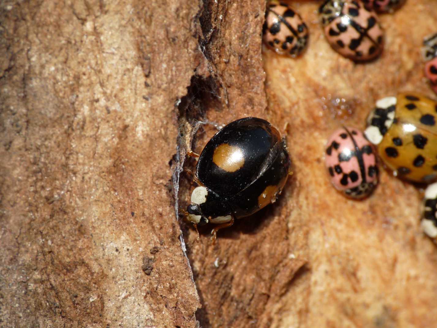 Coccinelle: Harmonia axyridis varie colorazioni (le pi grandi).